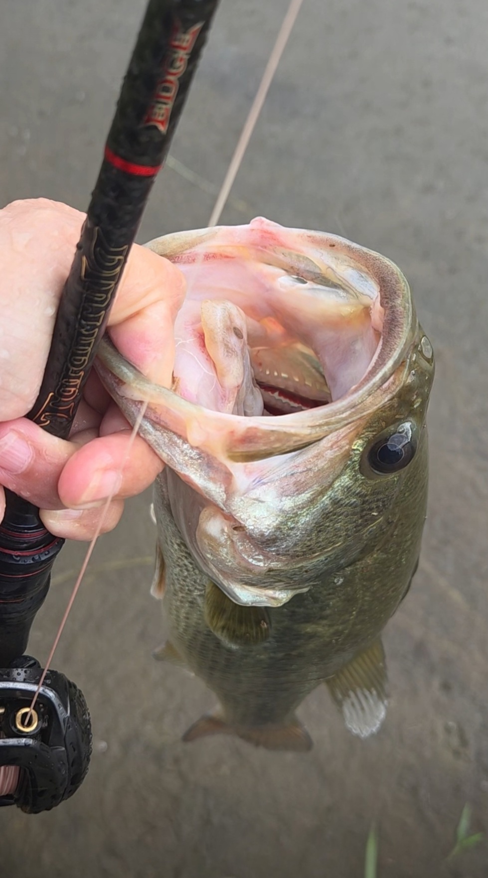 My Last Four Bass at One of My Favorite Spots 🎣🌧️
